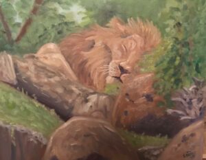 Napping Lion: 16 x 20 Oil
