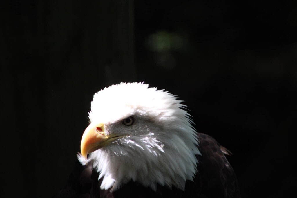 Eagle