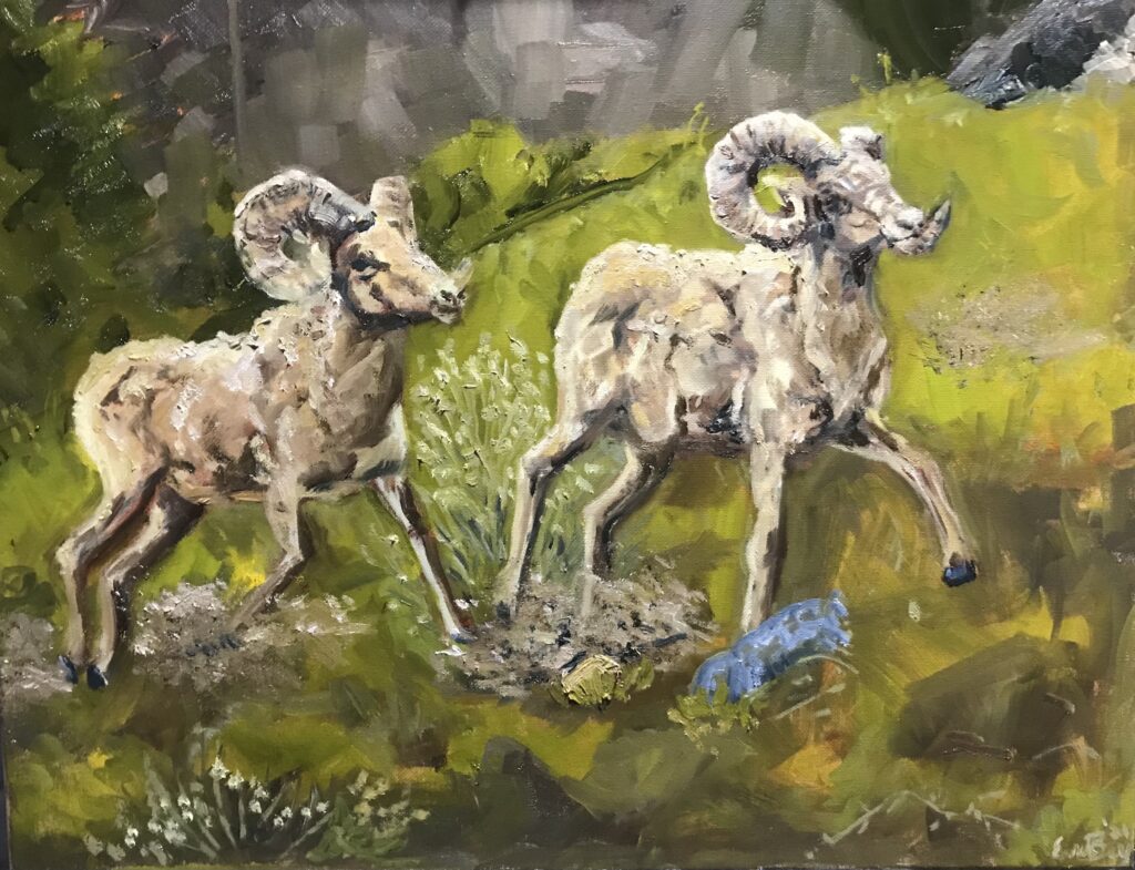 Big Horn Sheep: oil 16 x20