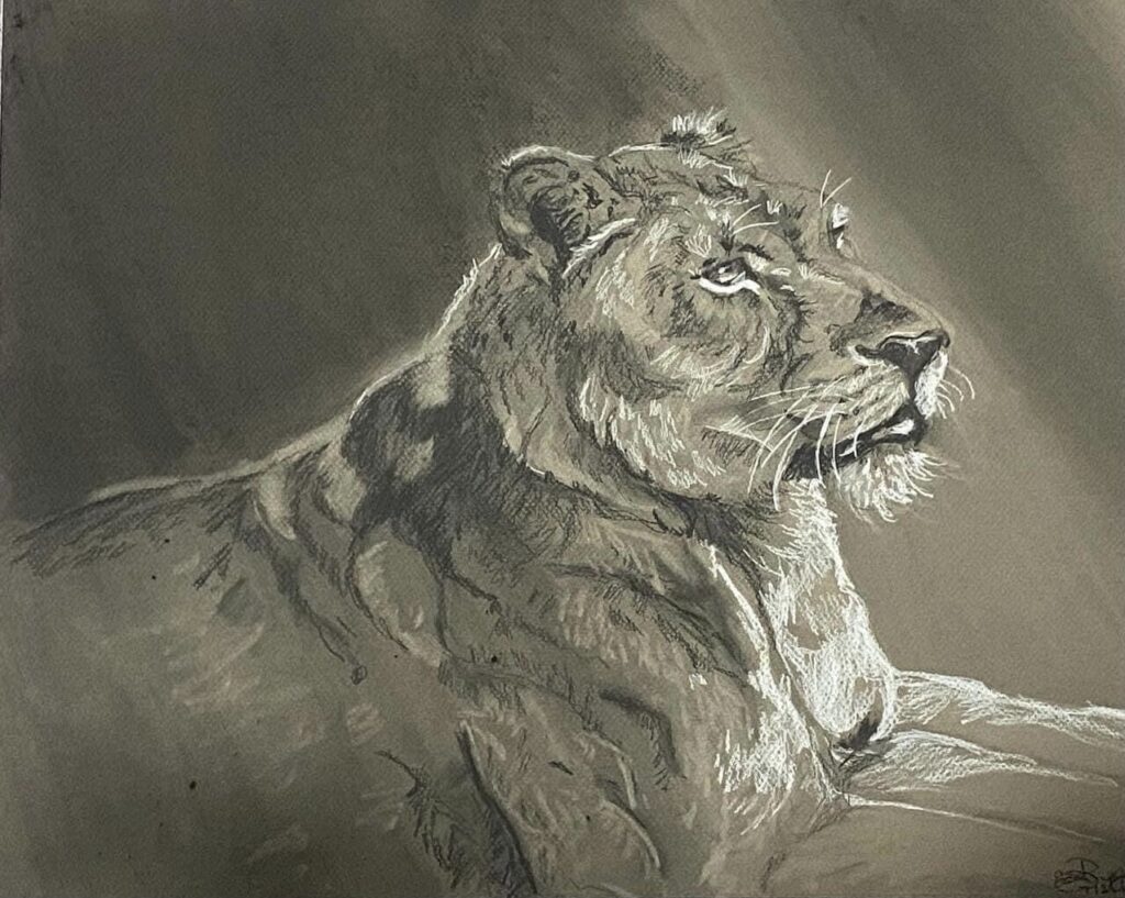 Lion:16 x 20 Charcoal