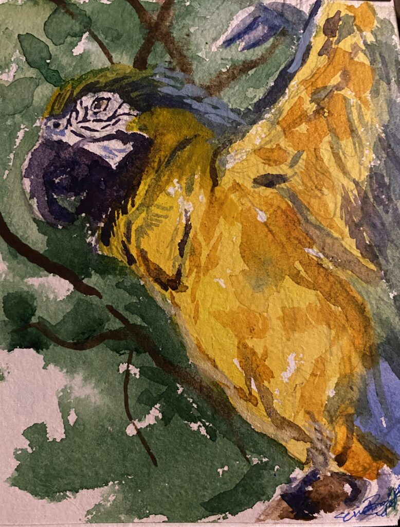 Gatorland Parrot: Watercolor